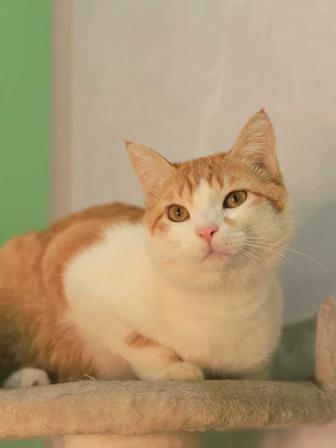 Рыжий котик в лучшие ручки