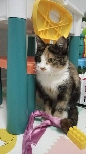 Ищем Дом Кошечке!