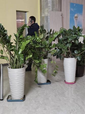 Цветы продам