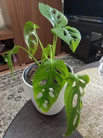 Монстера Адансона или манки