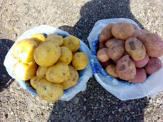 Продам домашний картофель