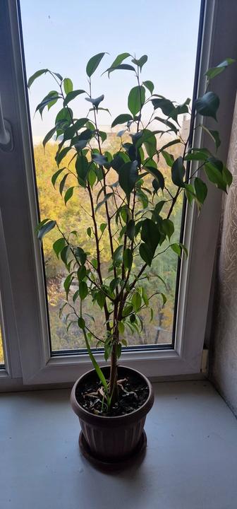 Фикус Бенджамина