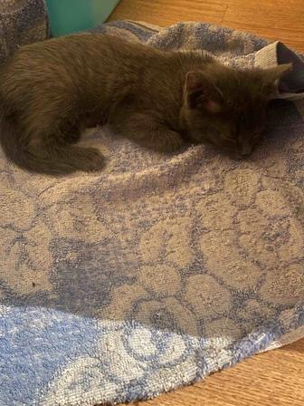 Отдам маленького котенка в добрые руки