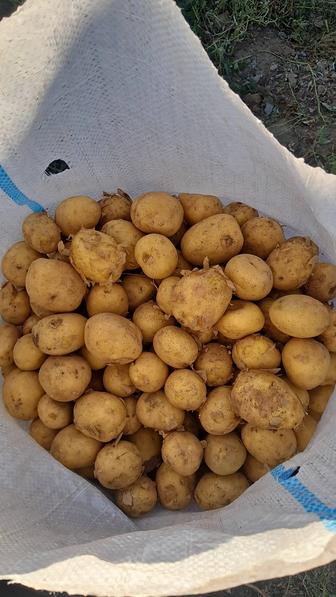 Картофель