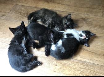 Отдаем котят в добрые руки (кошка, котенок)