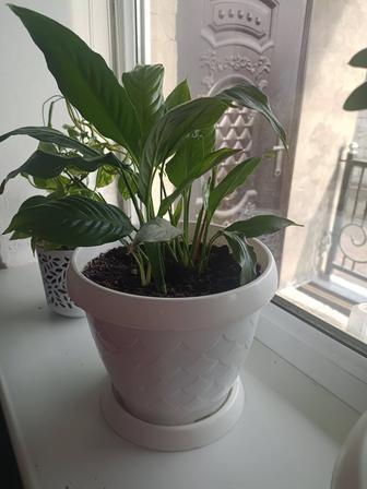 Женское счастье