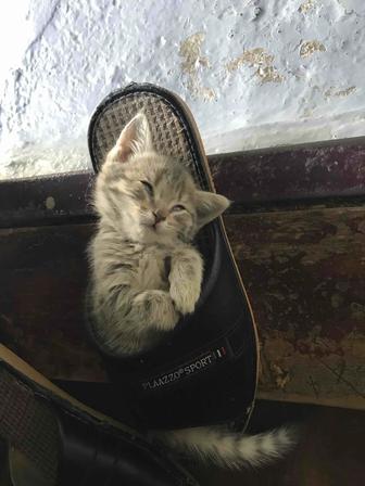 Котята