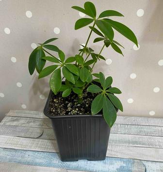 Комнатное растение шеффлера