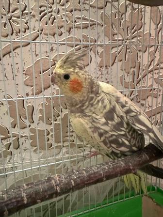 Продаю ручных корелл попугаи