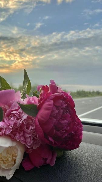 Куплю пионы