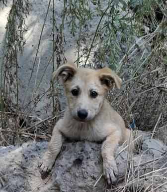 Щенка в добрые руки