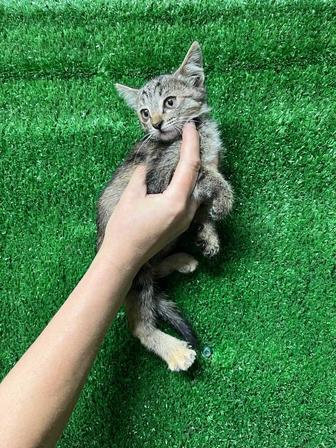 Ищем дом для кошечки