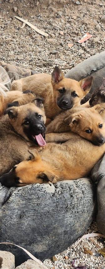 Щенки в добрые руки