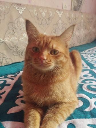 Отдам котенка
