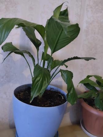 Женское счастье.