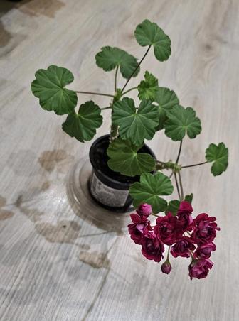 Продам цветок Пеларгония, семейство Гераниевых