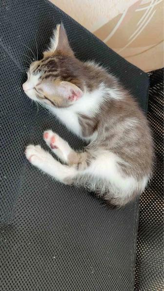 Отдам котенка