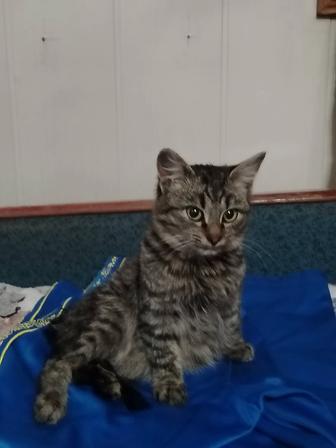 Молодая кошечка ищет дом