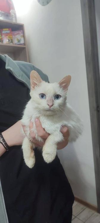 Белая, голубоглазая кошка в семью ищет дом