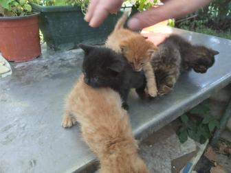 Отдам котят