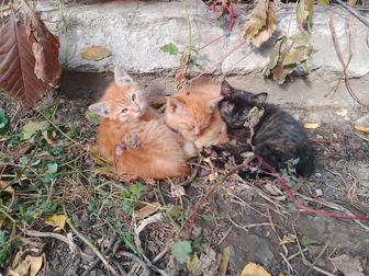 Отдам котят
