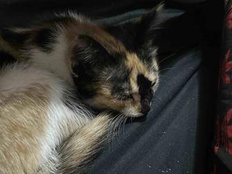 котенок ищет новый дом