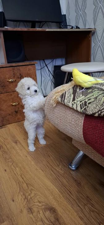 Продаётся щенок пуделя