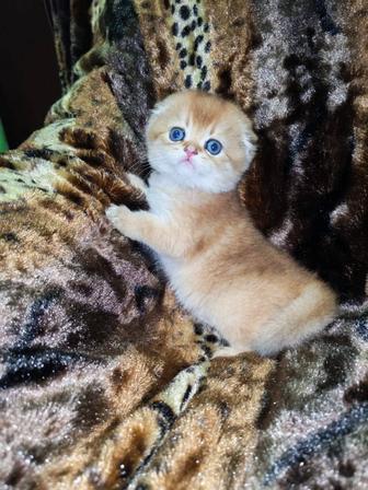Шотландские котята золотая шиншилла