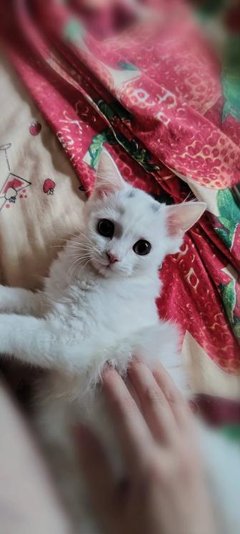 Селкирк Рекс -Шотландец котята