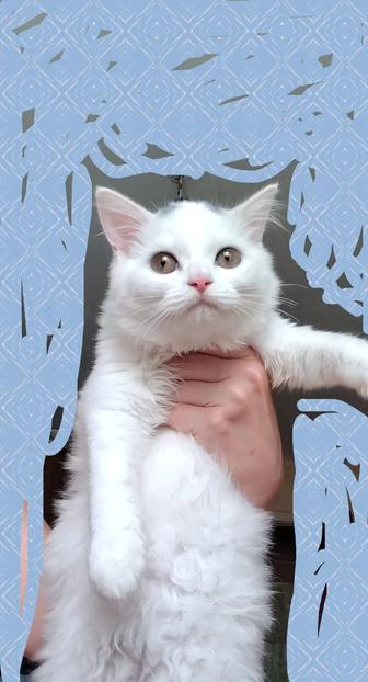 Селкирк Рекс -Шотландец котята