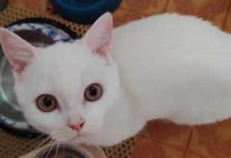 Шотландец котята