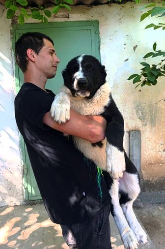 Щенок алабая супертяж