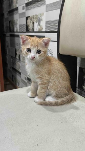 котенок бесплатно