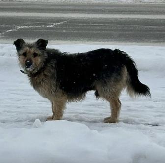 Пропала собака