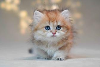 Британская золотая шиншилла