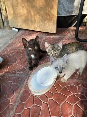 Отдам котят . Котята миленькие , в хорошие руки совершенно бесплатно