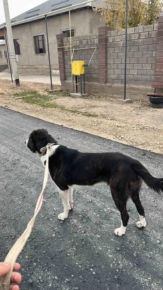 Алабай 2 года на охрану