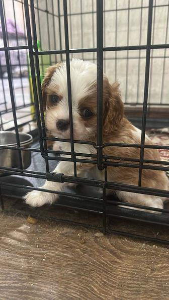 Кавалер кинг Чарльз спаниель