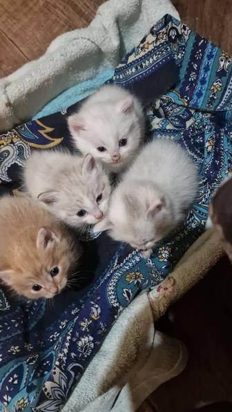 Отдам котят