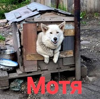 Собаки