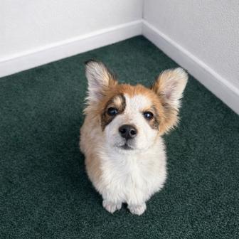 Милый щенок ищет семью