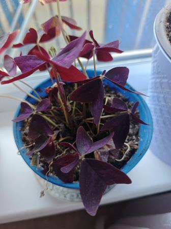 Комнатные растения