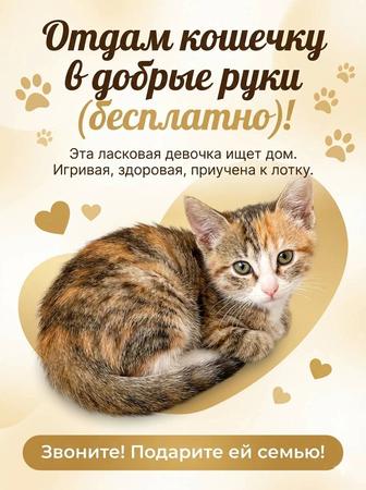 Отдам котенка в добрые руки