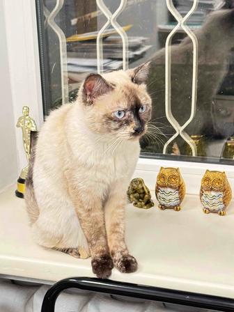 Найдена кошка