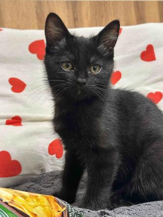 Отдам котенка