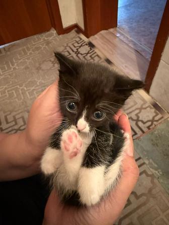 Отдам кошечку