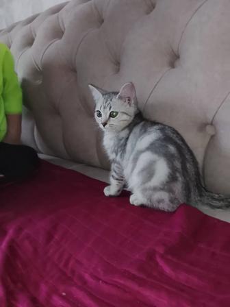 Чистокровный шотландский котенок