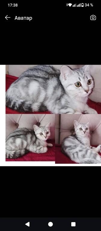 Чистокровный шотландский котенок