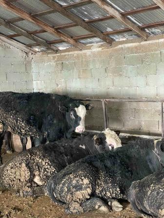 Говяжий Мясо