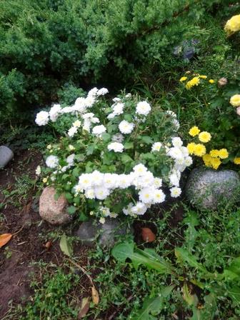 Хризантема мультифлора